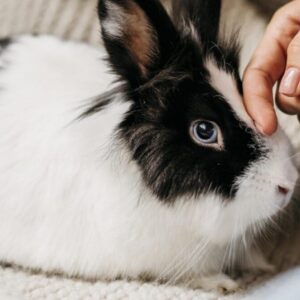 Rabbit Essentials Plan