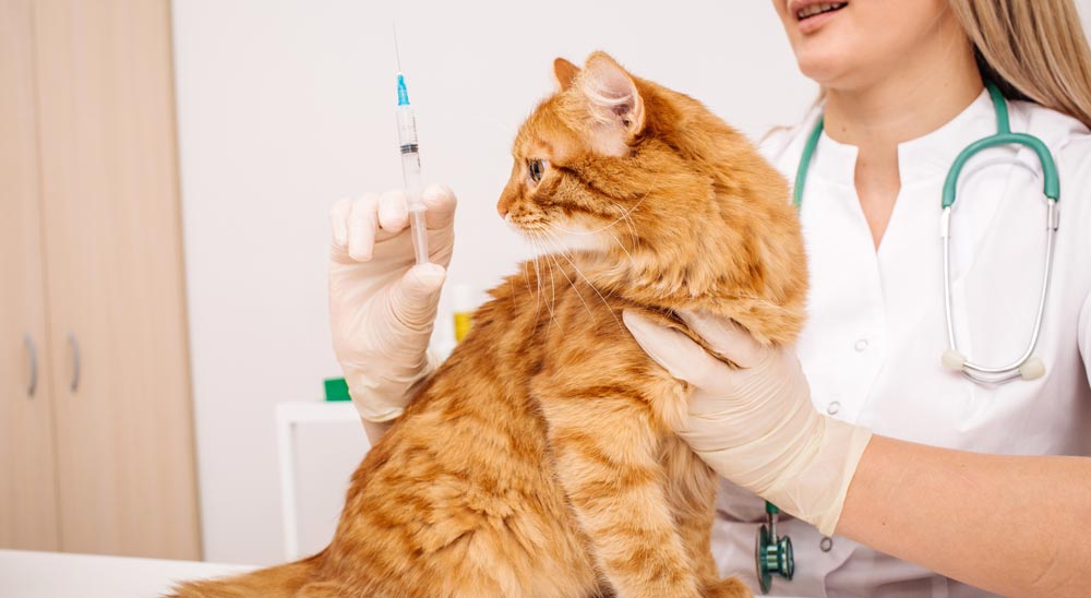 Best Vets In Cork City | Pet Vaccinations | Dental Cleaning for Cats & Dogs  | Paw Paws Vet Clinic